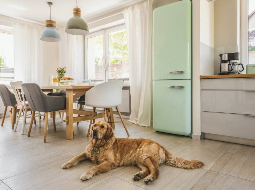 Dog next to dining table and chairs under lamps in house interio