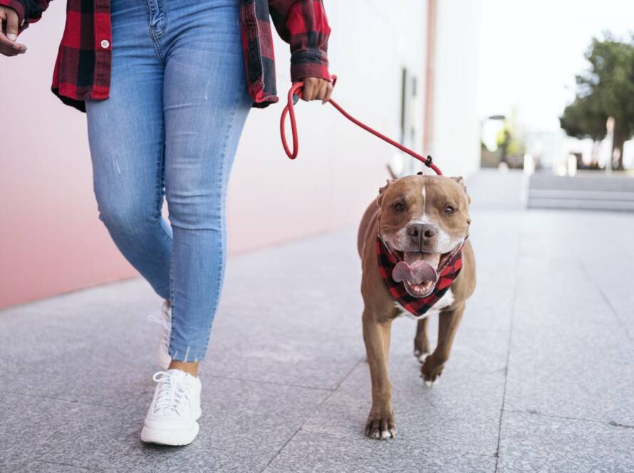 Dog Walking with his Owner