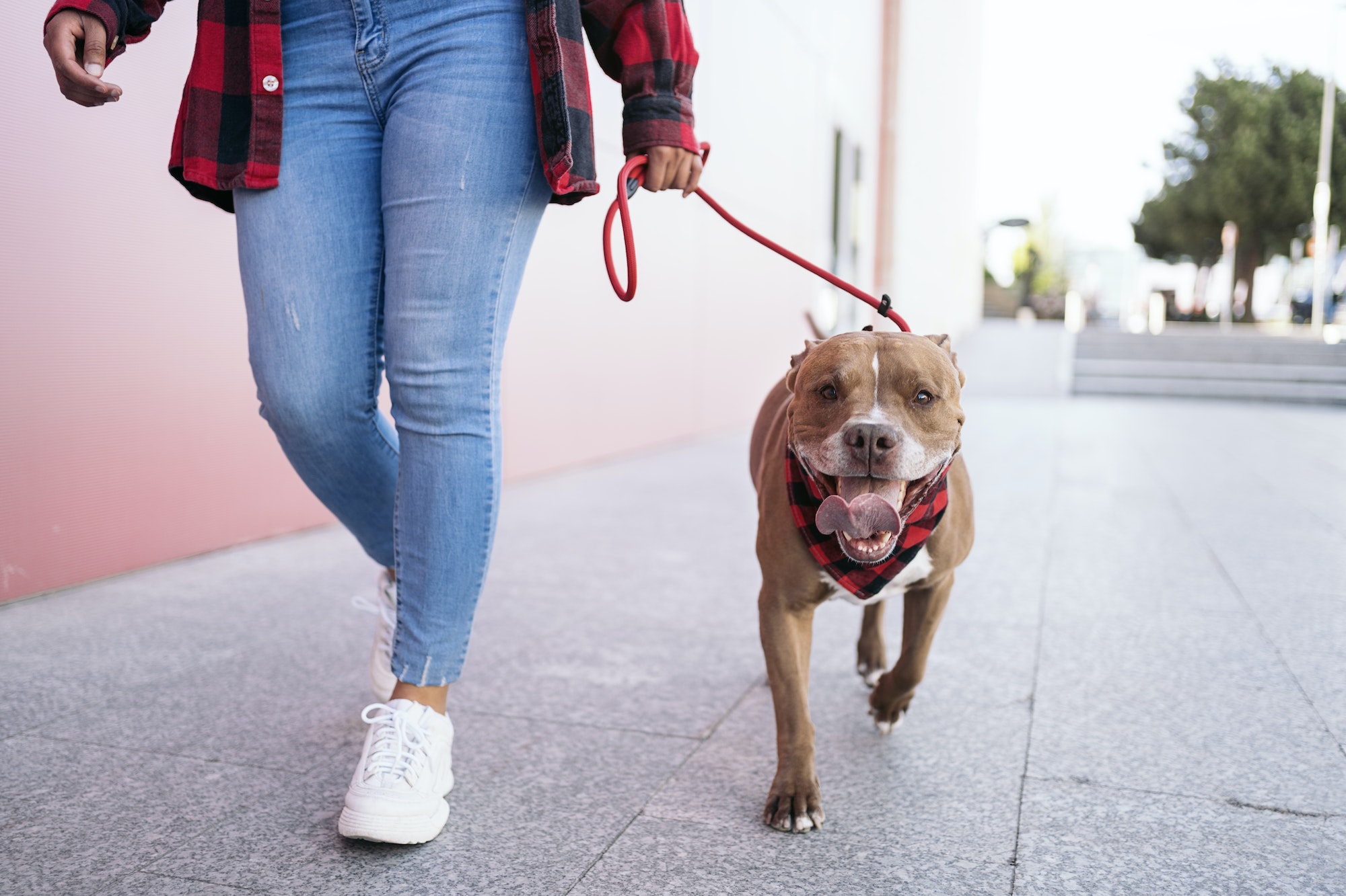 Paseo de perros